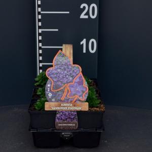 Randjesbloem (aubrieta hybride "Hamburger Stadtpark") bodembedekker - 6-pack - 1 stuks