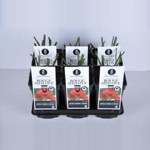 Trosroos (rosa "Red Meilove"®) - C3 - 1 stuks