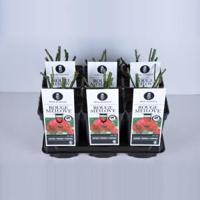 Trosroos (rosa "Red Meilove"®) - C3 - 1 stuks - thumbnail