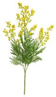 Mimosa Eloise geel 68 cm kunstbloem Erutan Avon - Erutan avon - thumbnail