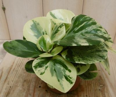 2 stuks! Peperomia obtusifolia variegatum Viridi Warentuin Natuurlijk - Warentuin natuurlijk