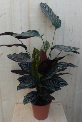 Calathea Ornata Pauwenplant met roze strepen 60 cm kamerplant Warentuin Natuurlijk - Warentuin natuurlijk