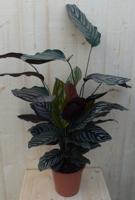 Calathea Ornata Pauwenplant met roze strepen 60 cm kamerplant Warentuin Natuurlijk - Warentuin natuurlijk - thumbnail