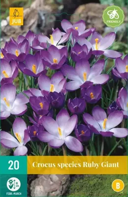 Krokus Ruby Giant 20 bollen