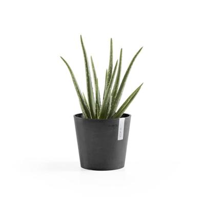 Ecopots Bloempot Amsterdam Mini Ø17cm - Donkergrijs Ecopots Bloempot Amsterdam Mini Ø17cm - Donkergrijs