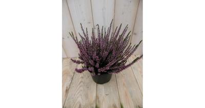 2 stuks! Heide Calluna roze GROOT Warentuin Natuurlijk - Warentuin natuurlijk