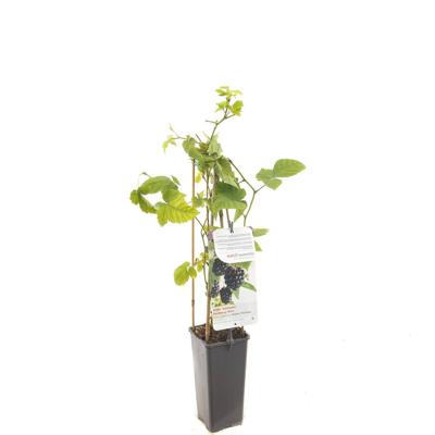 Braam (rubus fruticosus "Chester Thornless") fruitplanten