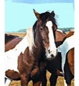 Animal Essences Wild horse (wild paard) 30 Milliliter - thumbnail