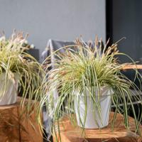 Dekbed Discounter Bontbladige Zegge ' Carex Evergold' accessoire: sierpot, plantenvoeding: met plantenvoeding - thumbnail