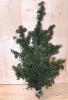 Kerstgroen Nobilis groen Warentuin Natuurlijk - Warentuin natuurlijk - thumbnail