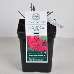 Engelse roos (rosa "William Shakespeare 2000"®) - C5 - 1 stuks