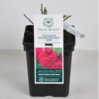 Engelse roos (rosa "William Shakespeare 2000"®) - C5 - 1 stuks - thumbnail