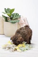 Beeztees Puppy snuffelmat sniffy 22x22x4cm - thumbnail