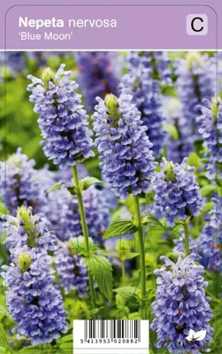 Vips Nepeta nervosa Blue Moon - Kattekruid