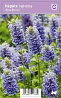 Vips Nepeta nervosa Blue Moon - Kattekruid - thumbnail