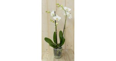 Vlinderorchidee Twee Takken wit 60 cm Phalaenopsis Warentuin Natuurlijk - Warentuin natuurlijk Vlinderorchidee Twee Takken wit 60 cm Phalaenopsis Warentuin Natuurlijk - Warentuin natuurlijk