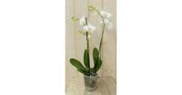 Vlinderorchidee Twee Takken wit 60 cm Phalaenopsis Warentuin Natuurlijk - Warentuin natuurlijk - thumbnail