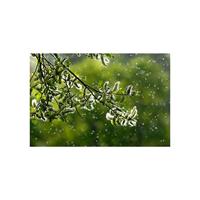 AEG AFDBTH4 Breathe 360 Pollenfilter - thumbnail