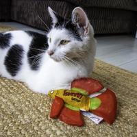 Yeowww! Mo Betta Fish Red - thumbnail