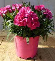 3 stuks! Anjer Dianthus roze Warentuin Natuurlijk - Warentuin natuurlijk - thumbnail