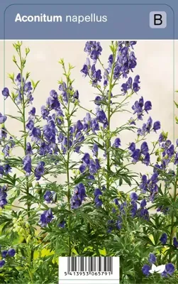V.I.P.S. Aconitum napellus - monnikskap P9 V.I.P.S. Aconitum napellus - monnikskap P9