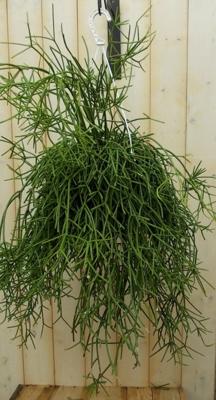 Hangplant Rhipsalis trigona Kamerplant Koraalcactus Warentuin Natuurlijk - Warentuin natuurlijk