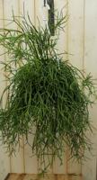 Hangplant Rhipsalis trigona Kamerplant Koraalcactus Warentuin Natuurlijk - Warentuin natuurlijk - thumbnail
