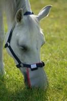 Field Relief Neusbeschermer wit maat:s - thumbnail