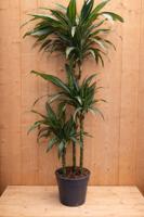 Drakenbloedboom Dracaena Fragrans Jade Jewel/Groen-wit H110-130 cm potmaat 23 cm 3 stammen kamerplant Warentuin Natuurlijk - Warentuin natuurlijk - thumbnail