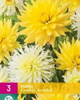 Bloembollen Dahlia Lumiere du Soleil 3st - thumbnail