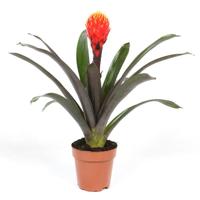 Guzmania &apos;Tala&apos; (Knotsbromelia) P 12 cm - thumbnail
