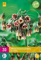 Allium nectaroscordum siculum 30 bollen - thumbnail
