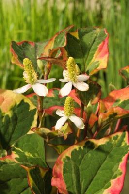 2 stuks! Houttuynia cordata Chameleon potmaat P9 Moerasanemoon Moerings - Moerings