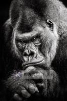 Schilderij - Gorilla , Zwart wit , 3 maten , Premium print - thumbnail