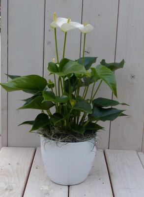 Flamingoplant Anthurium wit in witte pot 40 cm Warentuin Natuurlijk - Warentuin natuurlijk