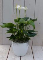Flamingoplant Anthurium wit in witte pot 40 cm Warentuin Natuurlijk - Warentuin natuurlijk - thumbnail