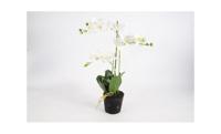3 tak Phalaenopsis wit 63 cm - thumbnail