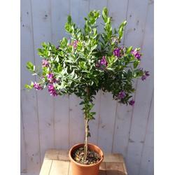 Vleugeltjesbloem Polygala op stam 90 cm Warentuin Natuurlijk - Warentuin natuurlijk