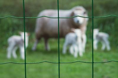 Nature gaas rechthoekig 10 x 1 meter