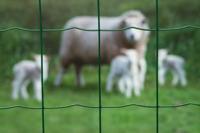 Nature gaas rechthoekig 10 x 1 meter - thumbnail