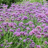 Verbena Bonariensis zaden Purple Top ijzerhard - thumbnail