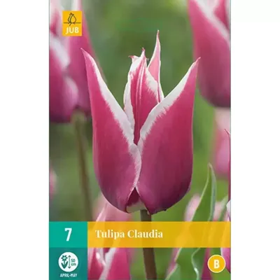 Tulp Claudia 7 bollen
