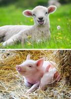 Ravensburger puzzel boederijdieren 2 x 12 stukjes - thumbnail