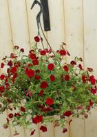 Hangplant Petunia Million Bells rood/donker-rood Epiphyllum Warentuin Natuurlijk - Warentuin natuurlijk - thumbnail