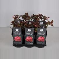 Grootbloemige roos (rosa "Dame de Coeur") - thumbnail