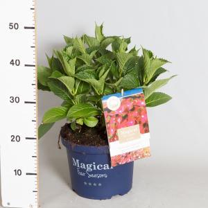 Hydrangea Macrophylla "Magical Sapphire"® boerenhortensia - 30-40 cm - 1 stuks Hydrangea Macrophylla "Magical Sapphire"® boerenhortensia - 30-40 cm - 1 stuks