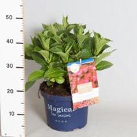 Hydrangea Macrophylla "Magical Sapphire"® boerenhortensia - 30-40 cm - 1 stuks - thumbnail