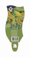 Kerrieplant Helichrysum italicum Griffioen - Griffioen - thumbnail