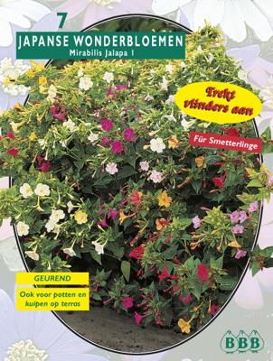 Zomer Bloembollen Mirabilis Jalapa per 7 Baltus - Baltus Zomer Bloembollen Mirabilis Jalapa per 7 Baltus - Baltus