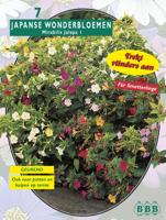 Zomer Bloembollen Mirabilis Jalapa per 7 Baltus - Baltus - thumbnail